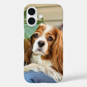  King Charles Cavalier iPhone Case 16