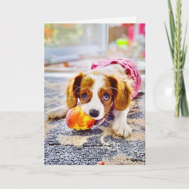 King Charles Cavalier Puppy Blank Greeting Card (Front)