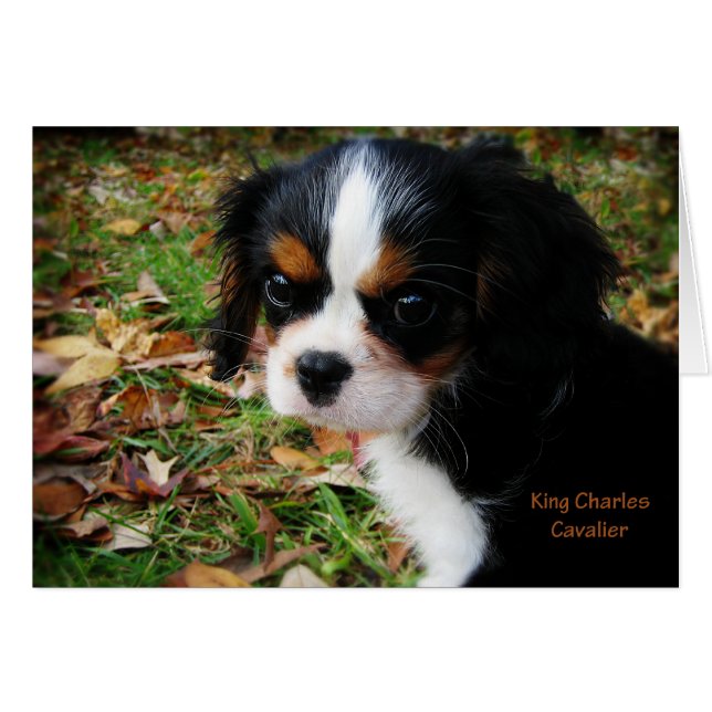 King Charles Cavalier Spaniel (Front Horizontal)