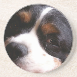 King Charles Cavalier Spaniel Coasters