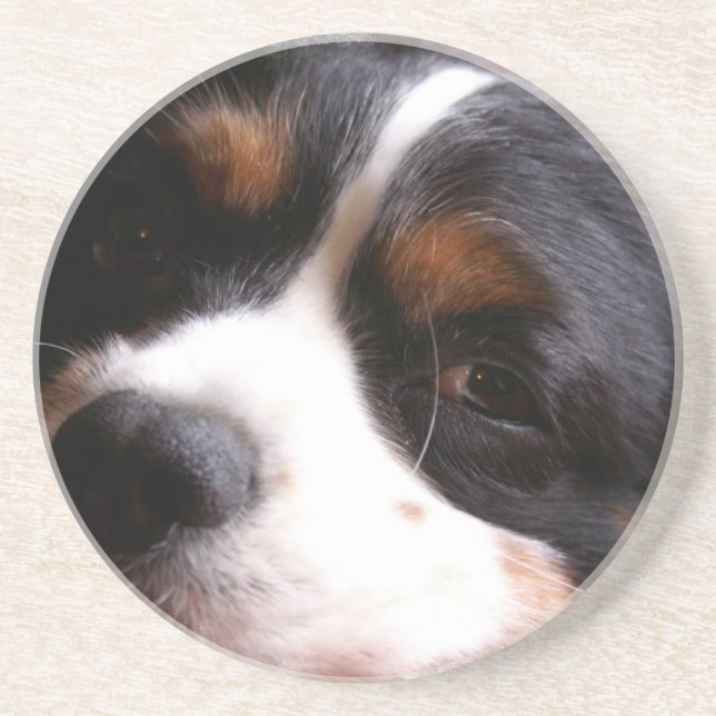 King Charles Cavalier Spaniel Coasters (Front)