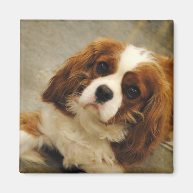 King Charles Cavalier Spaniel Magnet (Front)