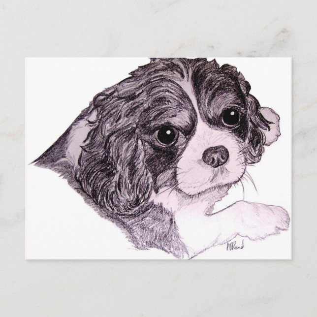 King Charles Cavalier Spaniel Postcard (Front)