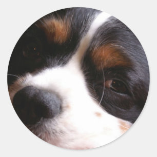 King Charles Cavalier Spaniel Sticker