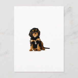 King Charles Spaniel Black & Tan Postcard