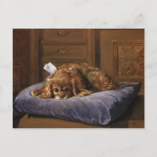 King Charles Spaniel Postcard