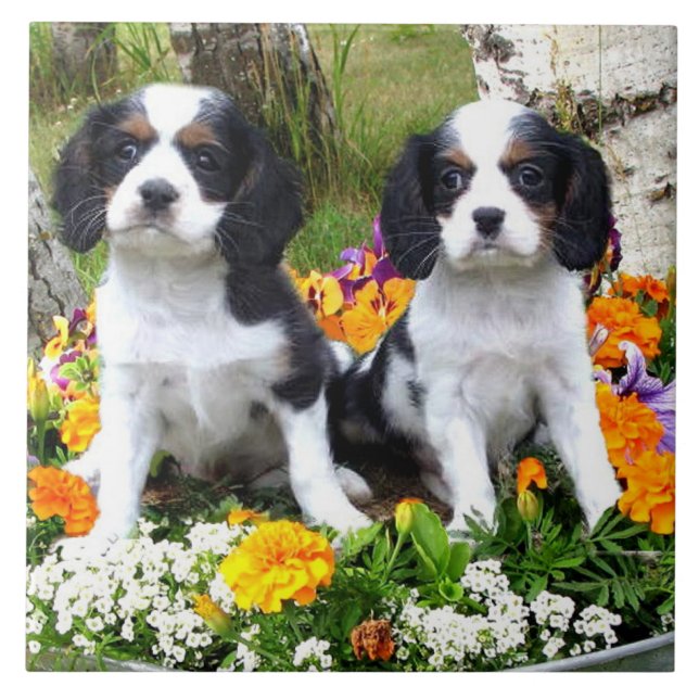 King Charles Spaniel puppies Tile (Front)
