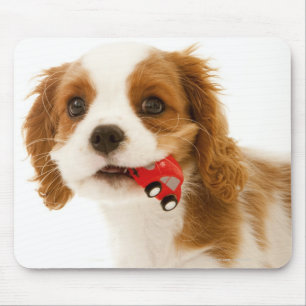 King Charles Spaniel with red car in her mouth. Mouse Mat