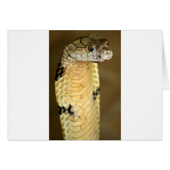 king cobra (Front Horizontal)