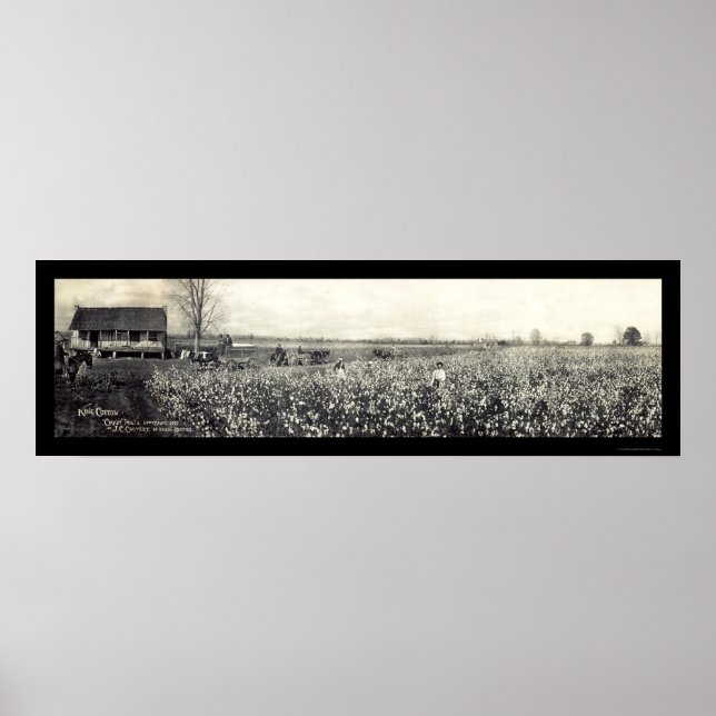 King Cotton Picking Photo 1907 Poster (Front)