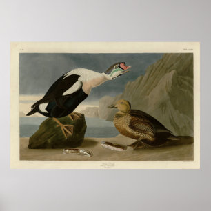 King Duck (King Eider) Audubon's Birds of America Poster