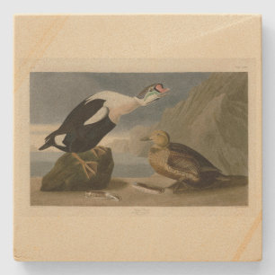 King Duck (King Eider) Audubon's Birds of America Stone Coaster
