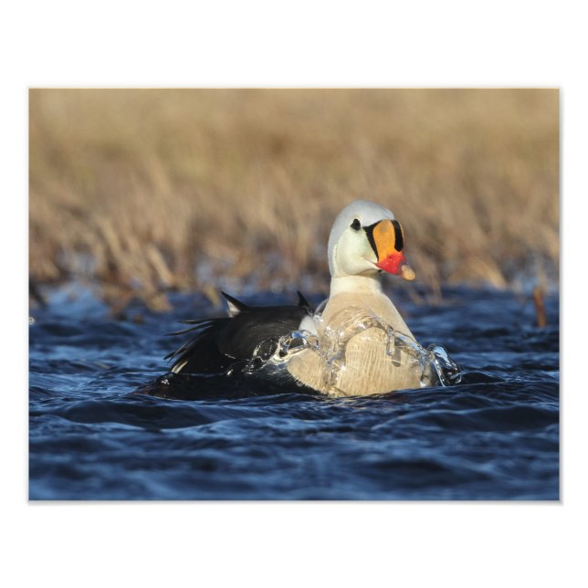 King Eider Bird Photo Print (Front)
