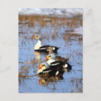 King Eider ducks