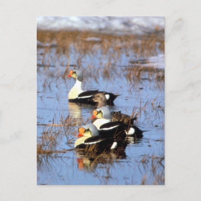 King Eider ducks Postcard (Front)