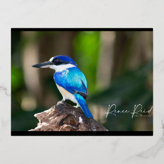 king Fisher Blue Postcard