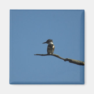 King Fisher Magnet