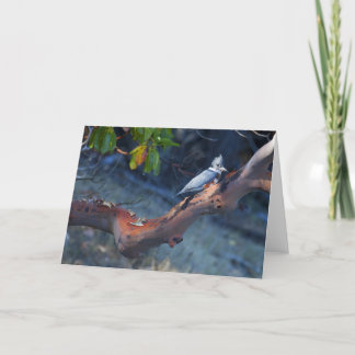 King Fisher perched on Madrona Tree, Washington Holiday Card