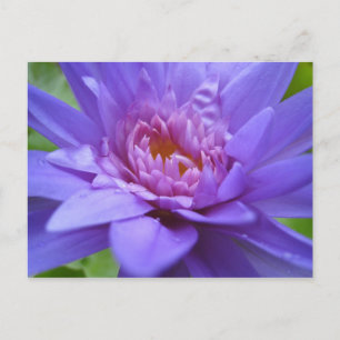 King of Siam Postcard