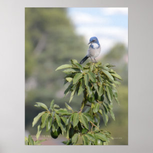 King of the Hill Poster