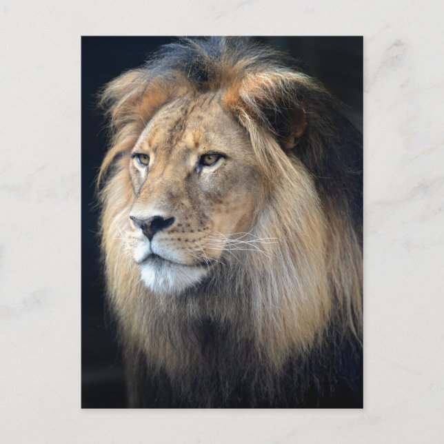 King Of The Jungle Two Lion Postcard (Front)