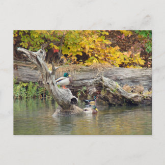 King of the Log Postcard