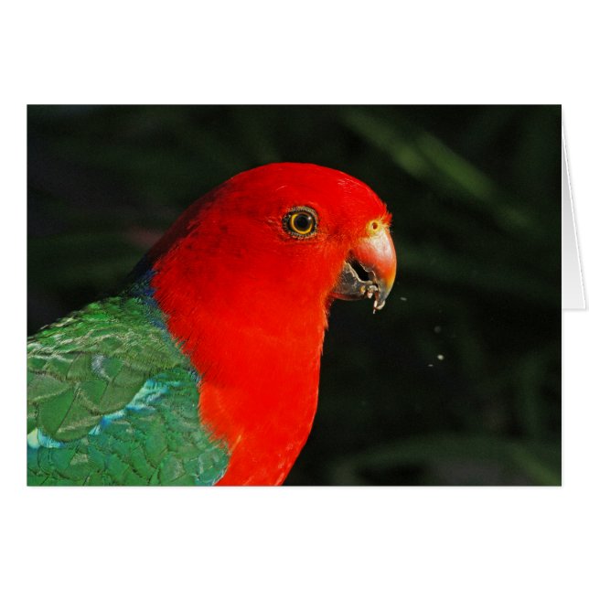 King Parrot (Front Horizontal)