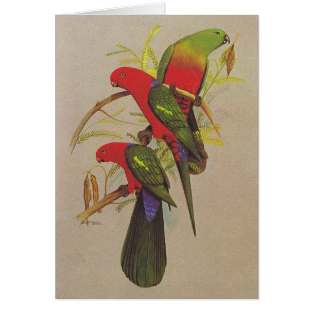 King Parrot - Alisterus scapularis (Front)