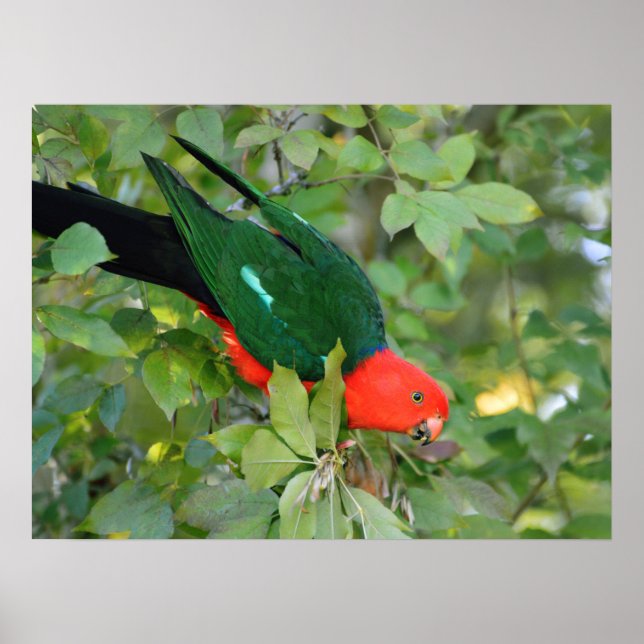 King Parrot Poster (Front)