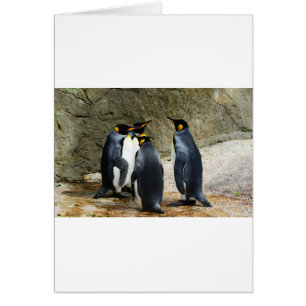 King Penguin