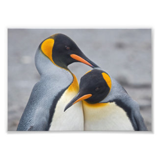 King Penguin Duet Print