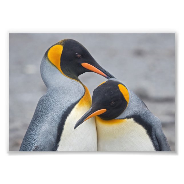 King Penguin Duet Print (Front)