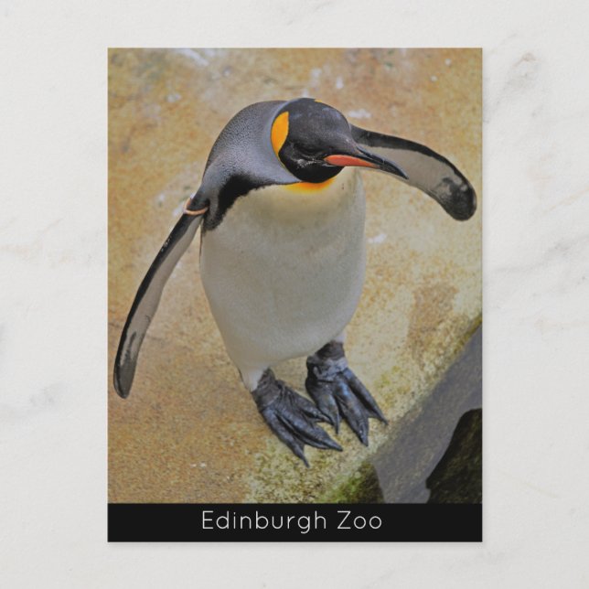 King Penguin Edinburgh Zoo Scotland Postcard (Front)