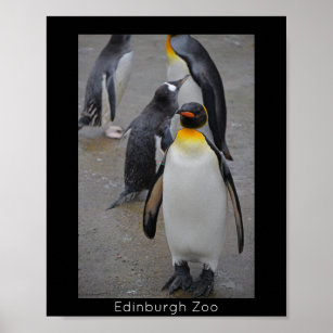 King Penguin & Friends Edinburgh Zoo Scotland Poster