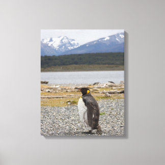 King Penguin, Isla Martillo, Tierra Del Fuego Canvas Print