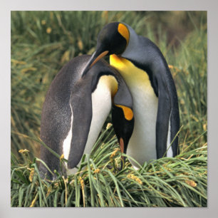 King Penguin Lovers Poster