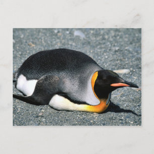 King Penguin on the beach Postcard