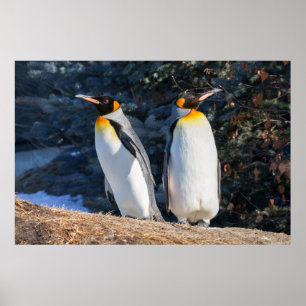 King Penguin Pair Against Wintry Backdrop Poster