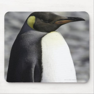 King Penguin, Salisbury Plain, South Georgia Mouse Mat