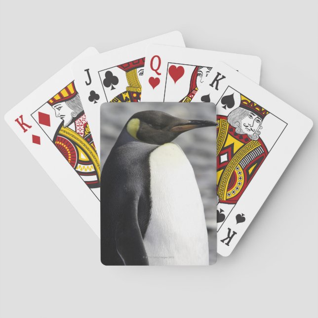 King Penguin, Salisbury Plain, South Georgia Playing Cards (Back)