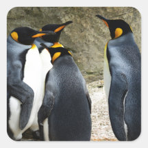 King Penguin