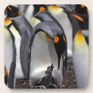 King Penguin with Chick Coaster