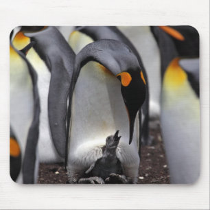 King Penguin with Chick Mouse Mat