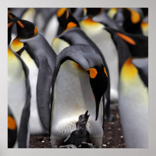King Penguin with Chick Poster