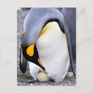 King Penguin with Egg Postcard