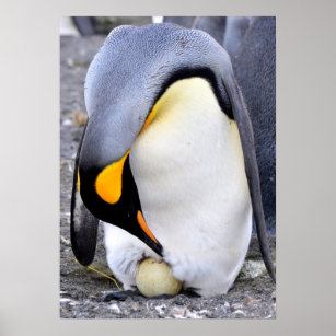 King Penguin with Egg Poster