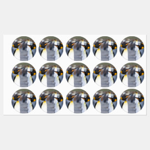 King Penguins