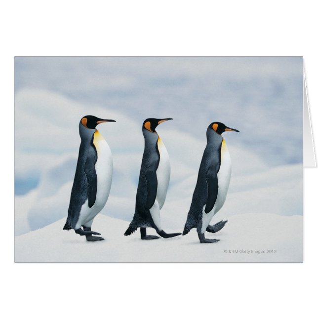 King Penguins (Front Horizontal)
