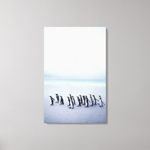 King penguins (Aptenodytes patagonicus) Canvas Print