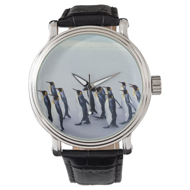 King penguins (Aptenodytes patagonicus) Watch (Front)